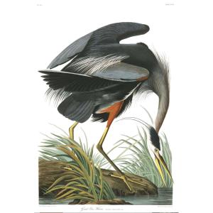 Estampe  « Les Oiseaux d'Amérique » Jean Jacques Audubon
