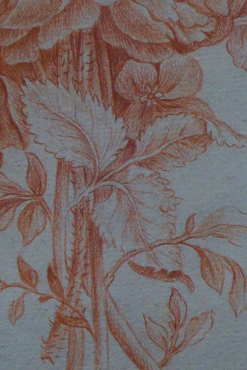 ÉTUDE DE FLEURS / XVIII ème siècle / sanguine-photo-3