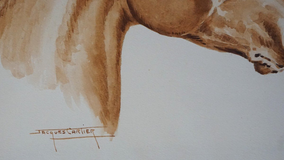 Jacques Cartier (1907-2001) / Portrait Of A Horse In The Wind / Watercolor-photo-2