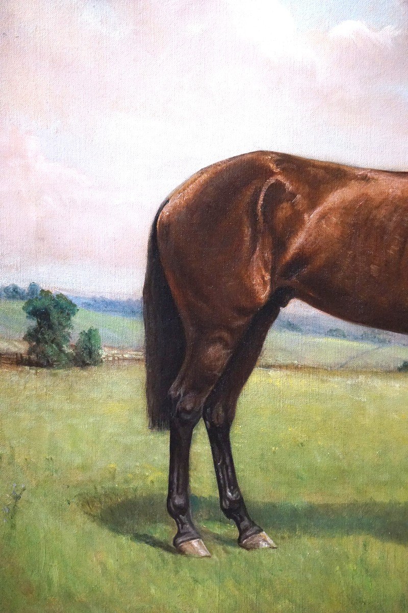 Equestrian Portrait – English School / 1930s-1940s / Signed Harris / Oil On Canvas-photo-3