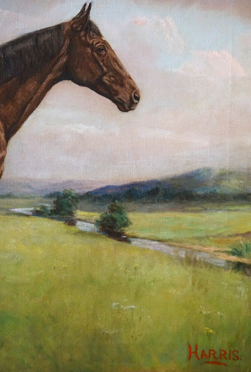 Equestrian Portrait – English School / 1930s-1940s / Signed Harris / Oil On Canvas-photo-2