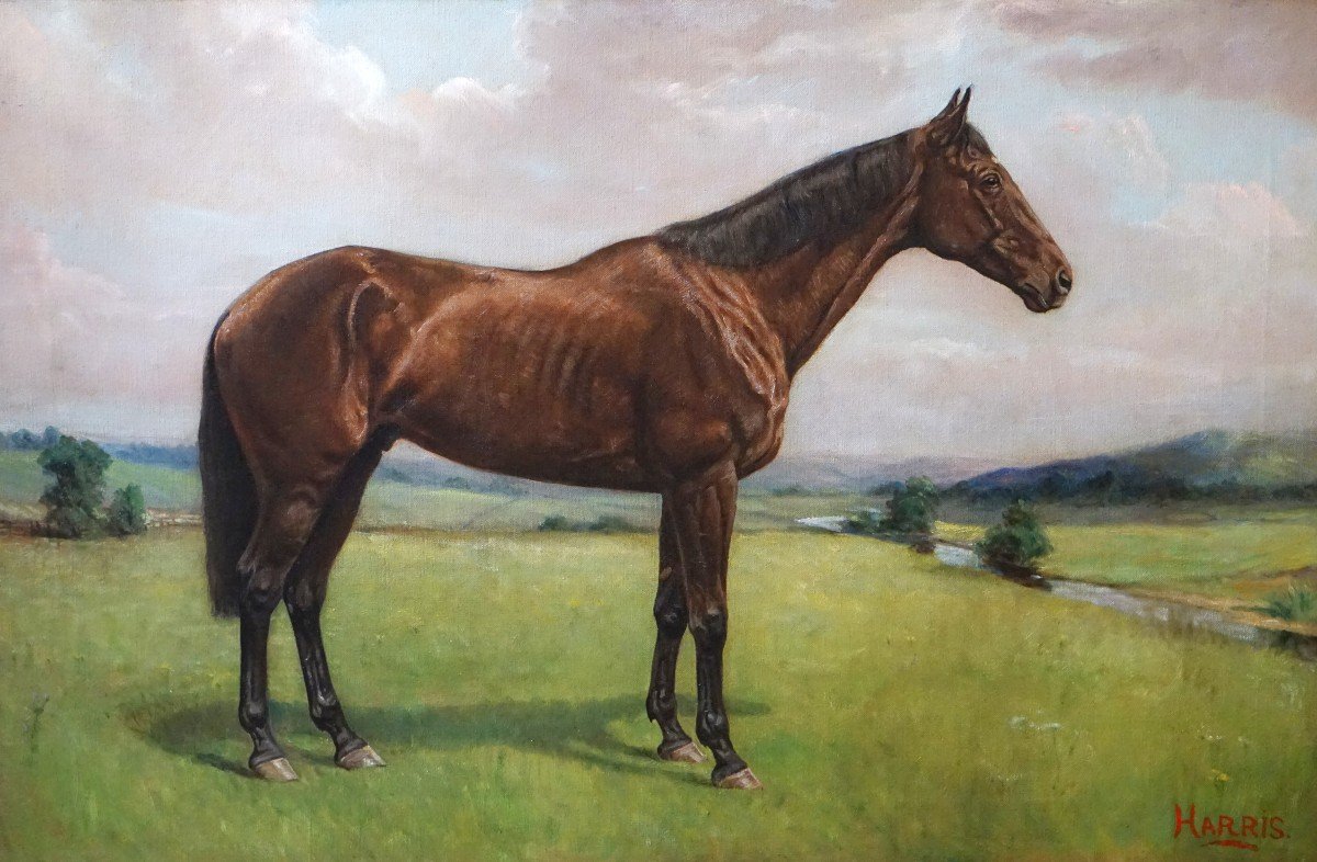Equestrian Portrait – English School / 1930s-1940s / Signed Harris / Oil On Canvas