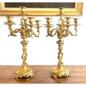 Grande Paire de candélabres Style Louis XV Rocaille en bronze Doré et ciselé XIX ème