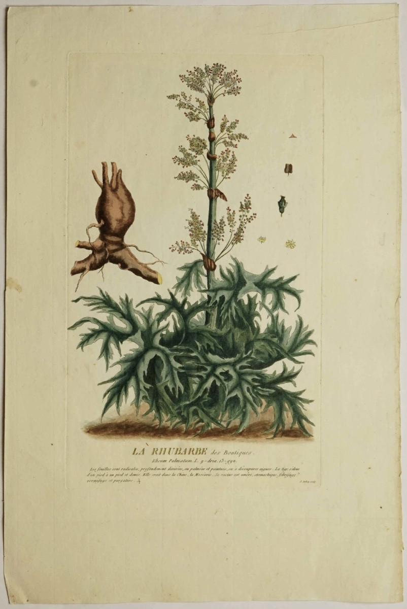 BOTANIQUE - Fleurs  : Gravure du 18e coloriée LA RHUBARBE