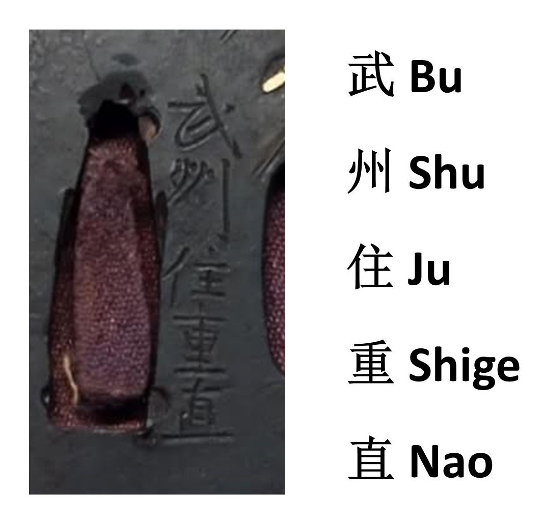 Ancient Tsuba From The Edo Period, In Shakudo, Shin Maru Gata Type, Zaimei Shigenao-photo-4