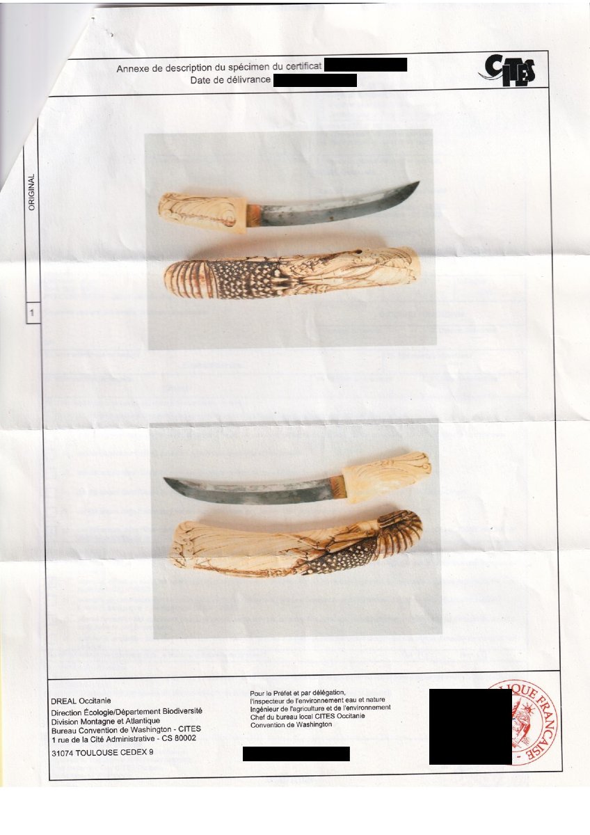 Tanto Ivory Lobster With Cites Certificate. Early Meiji Period, Circa 1858. -photo-8