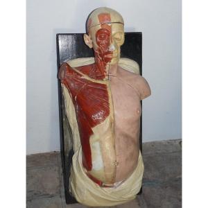 Modèle Anatomique Fin XIXe, écorché Homme Complet, Buste Avec l'Ensemble Des Organes Amovibles.