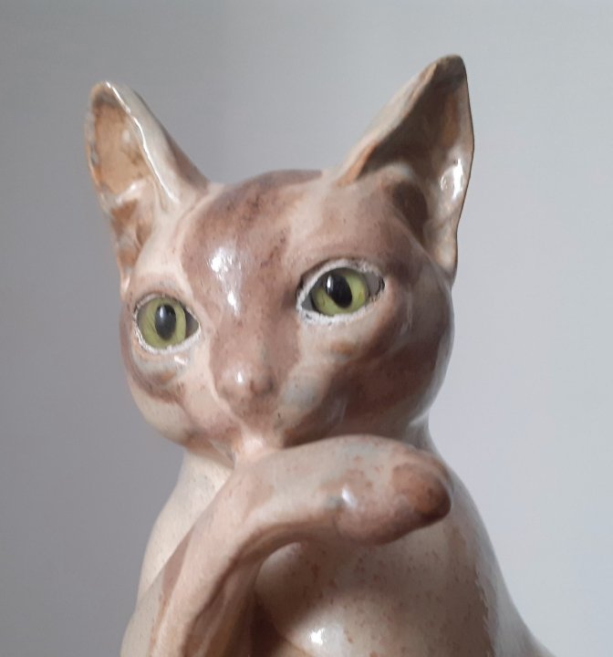 Chat faisant sa toilette -photo-3