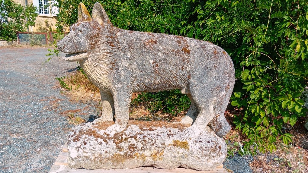 imposant  chien loup en pierre calcaire 19 eme siecle-photo-2