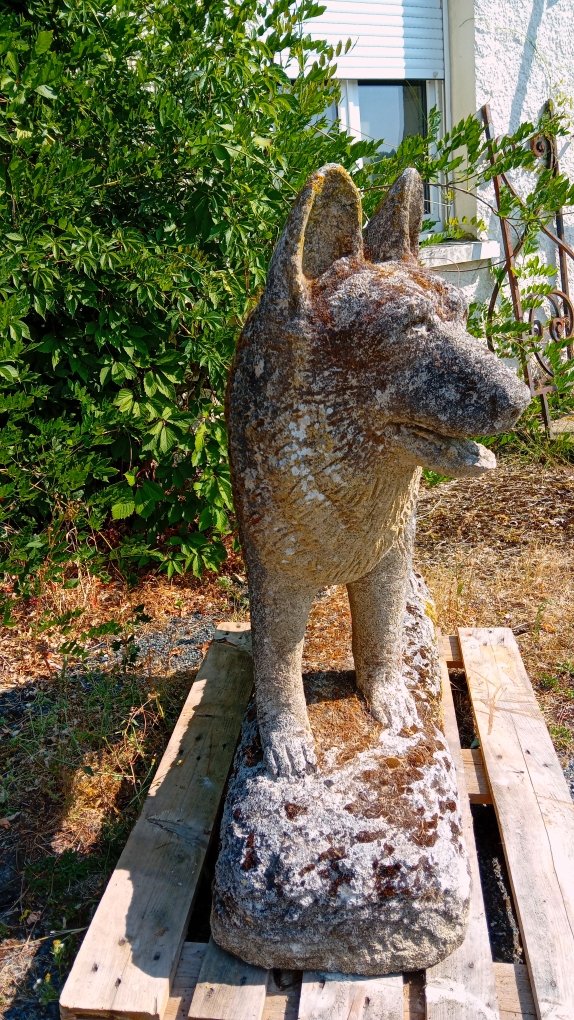 imposant  chien loup en pierre calcaire 19 eme siecle-photo-3