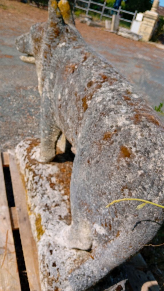 imposant  chien loup en pierre calcaire 19 eme siecle-photo-4