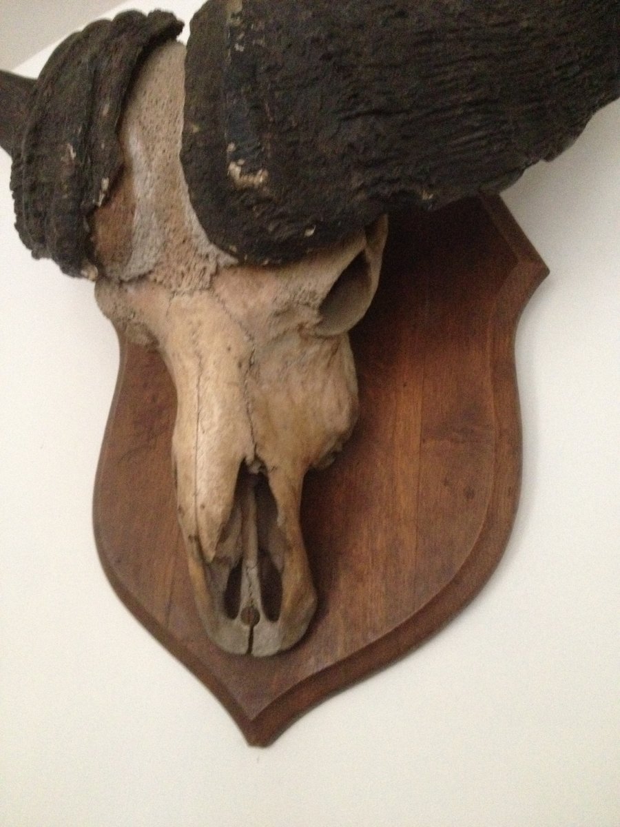 Buffalo Trophy-photo-7