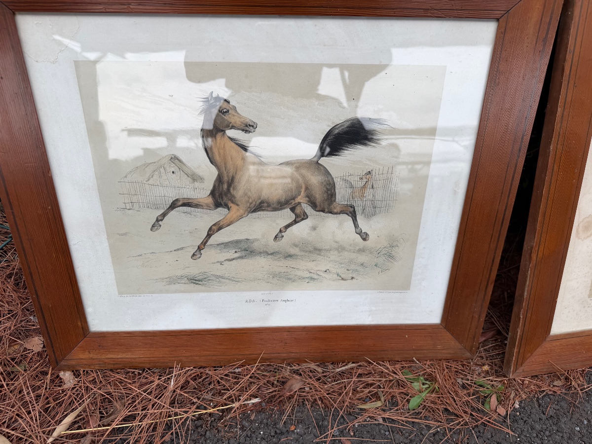 Quatre gravures de chevaux-photo-1