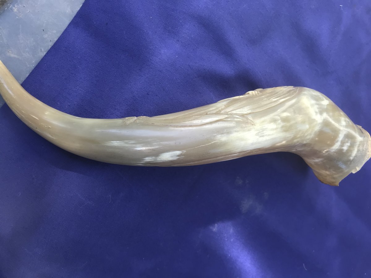 Carved Horn-photo-4