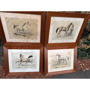 Four Engravings Of Horses