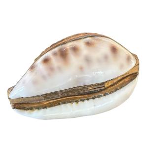 Late 18th-century To Early 19th-century Snuffbox Made From A Seashell