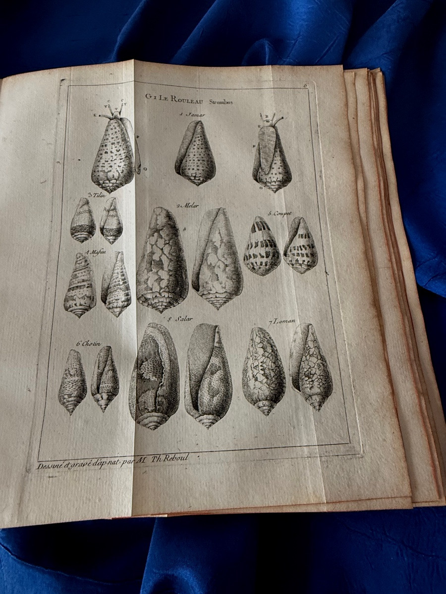 Natural History Of Senegal. Shells. Original Edition Of 1757 Bauche Paris 18th -photo-1