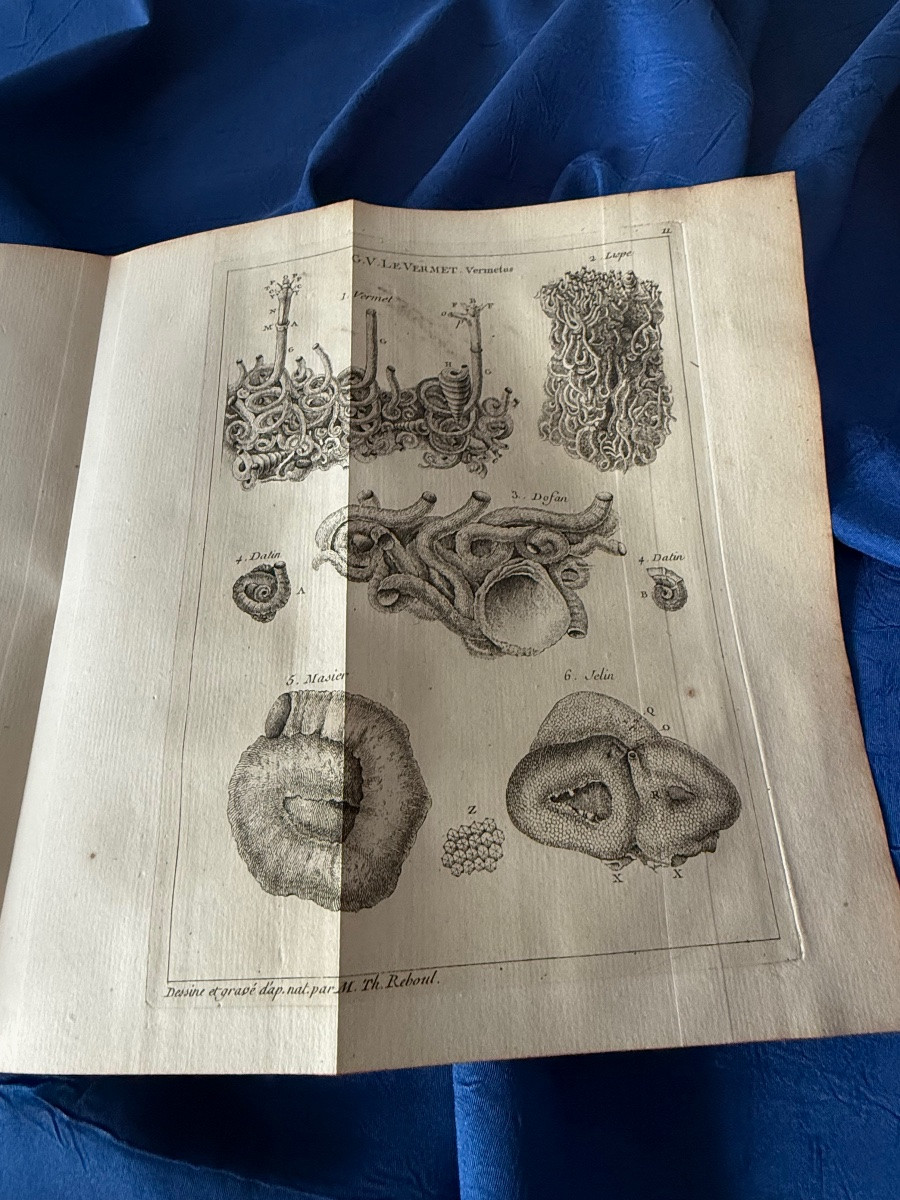 Natural History Of Senegal. Shells. Original Edition Of 1757 Bauche Paris 18th -photo-3