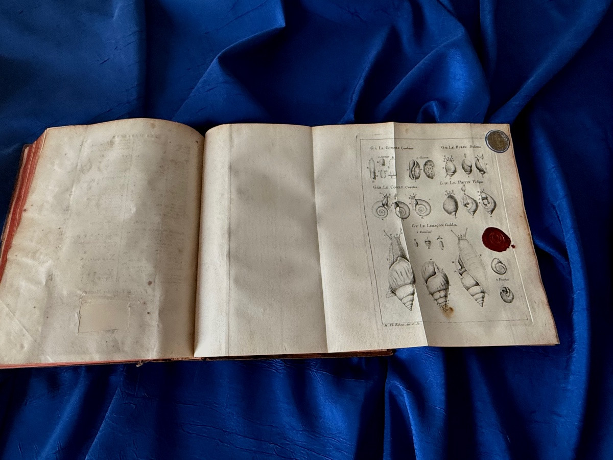 Natural History Of Senegal. Shells. Original Edition Of 1757 Bauche Paris 18th -photo-5