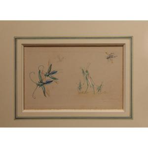 Humorous Studies, Gouache Drawing, Representative Of Insects Signed And Dated 1910