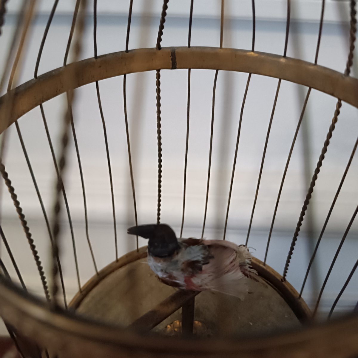 Songbird Cage-photo-4