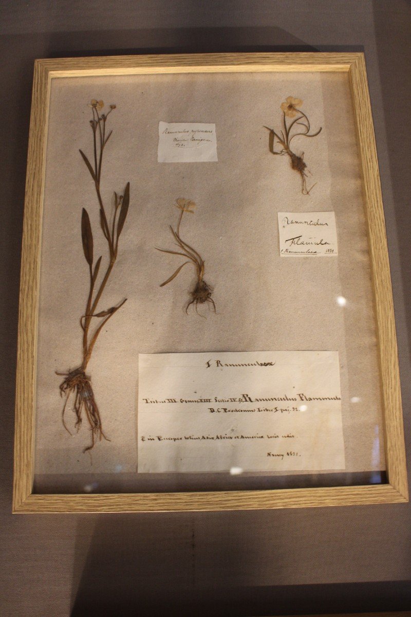Herbiers-photo-4