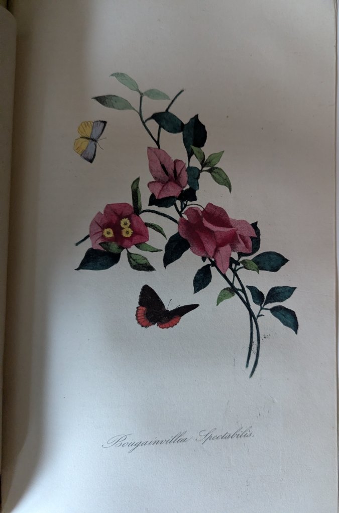 The Botanical Garden. P. Bernard. 1862. 2 Volumes.-photo-2