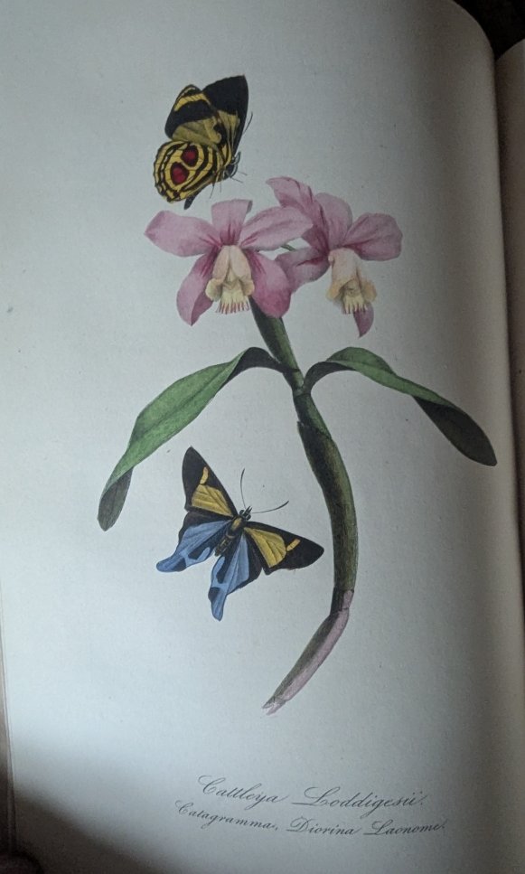 The Botanical Garden. P. Bernard. 1862. 2 Volumes.-photo-3
