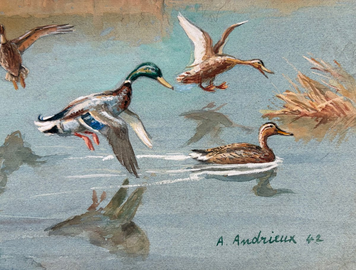 Alfred Andrieux, Canards -photo-2