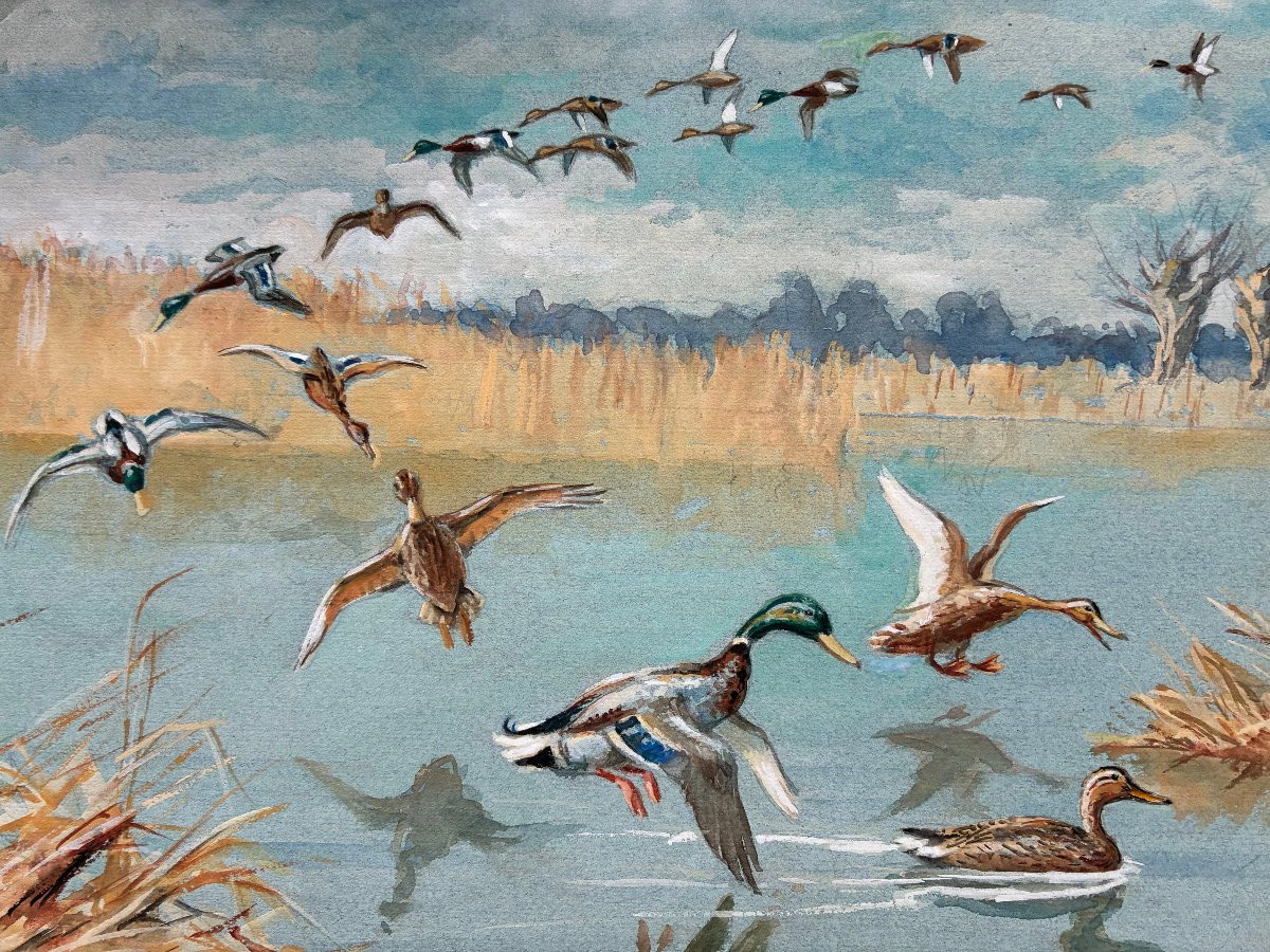 Alfred Andrieux, Canards -photo-3