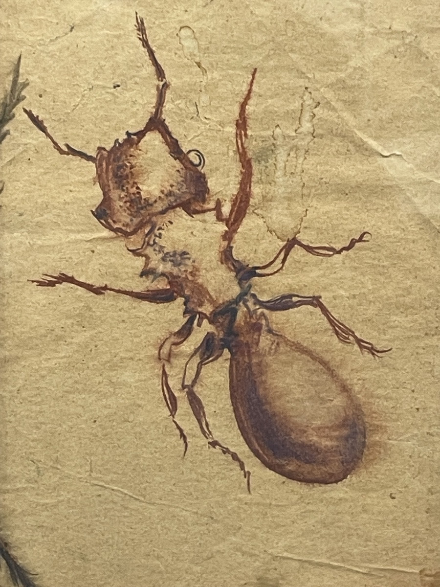 Daniel Jacques ALLONSIUS ( 1923 - 1995) - la fourmi - tableau curiosa, encre sur papier -photo-2