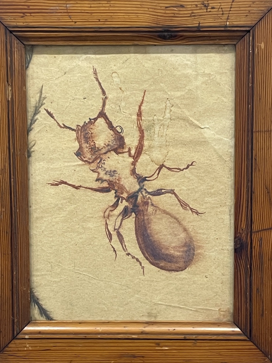 Daniel Jacques ALLONSIUS ( 1923 - 1995) - la fourmi - tableau curiosa, encre sur papier -photo-3