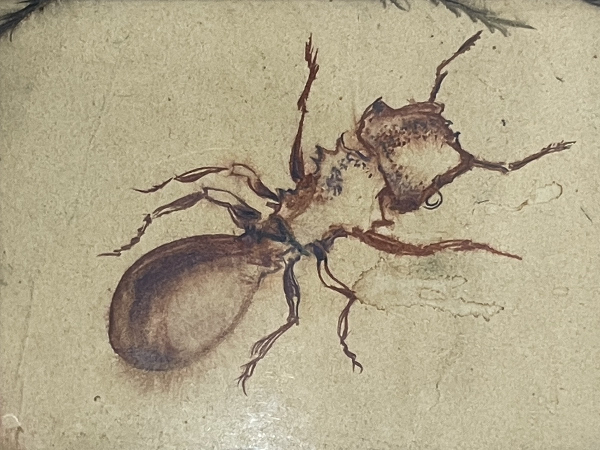 Daniel Jacques ALLONSIUS ( 1923 - 1995) - la fourmi - tableau curiosa, encre sur papier -photo-4