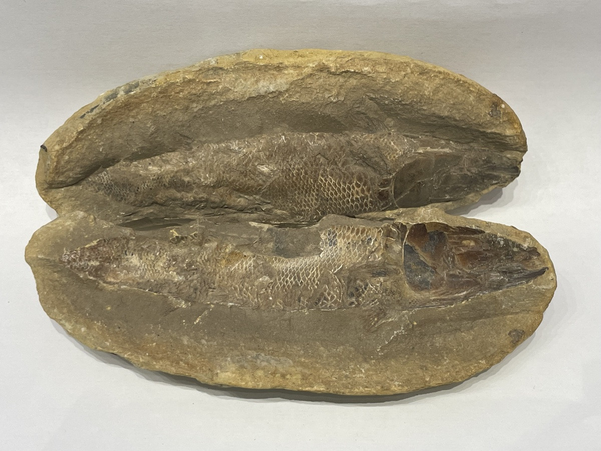 Fish Fossil - Rhacolepis Buccalis - Cretaceous -photo-2