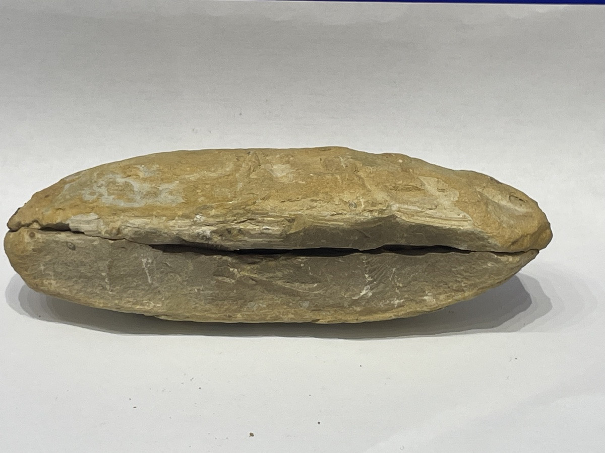 Fish Fossil - Rhacolepis Buccalis - Cretaceous -photo-1