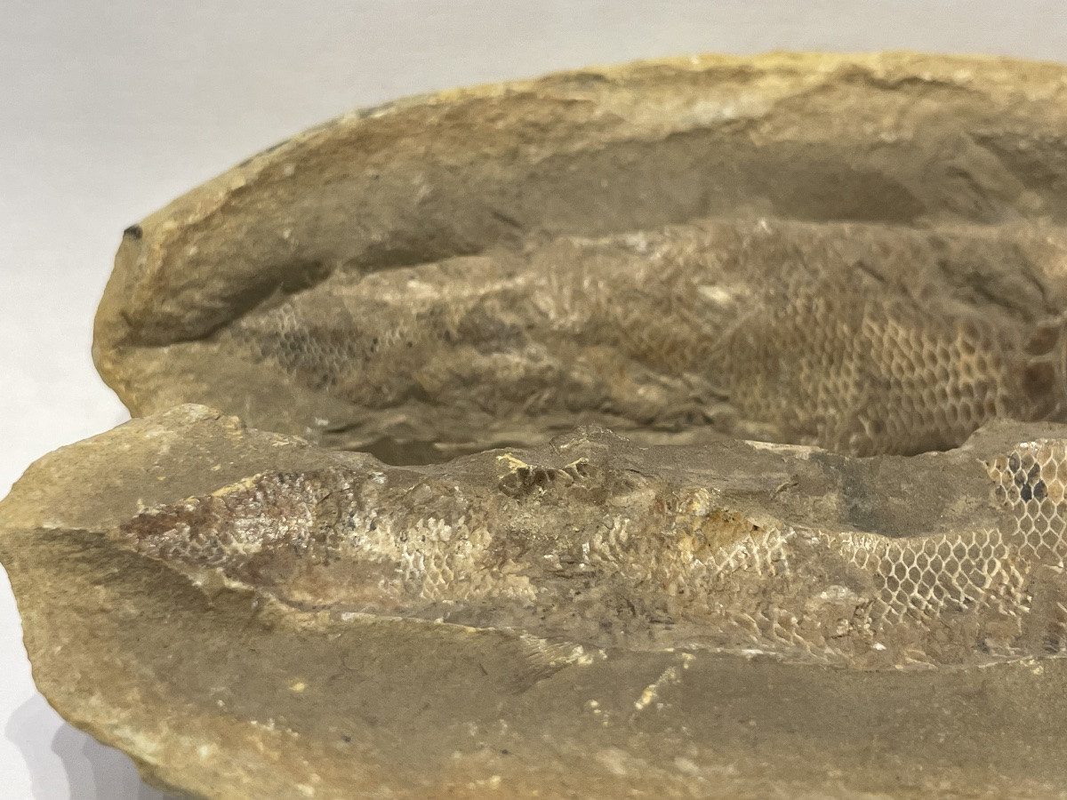 Fish Fossil - Rhacolepis Buccalis - Cretaceous -photo-3