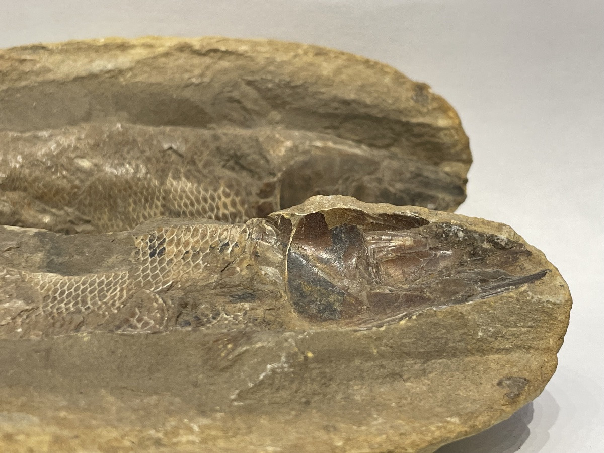 Fish Fossil - Rhacolepis Buccalis - Cretaceous -photo-4