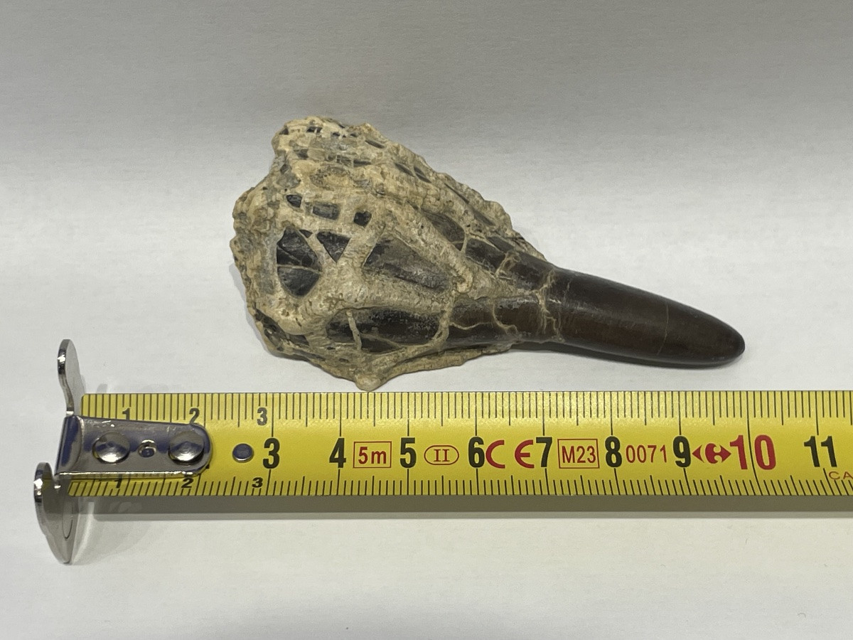 Dactyloteuthys irregularis - famille des belemnites-photo-2