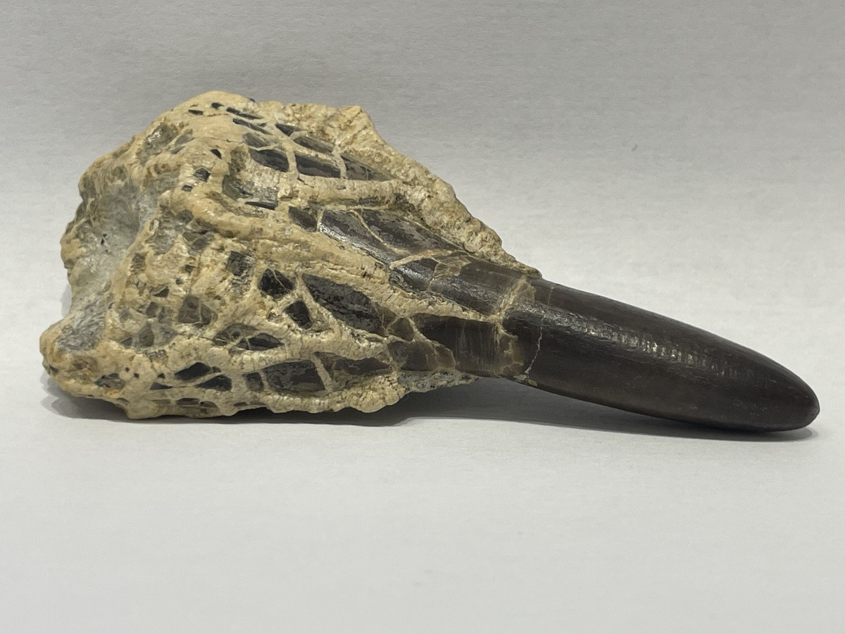 Dactyloteuthys irregularis - famille des belemnites-photo-1