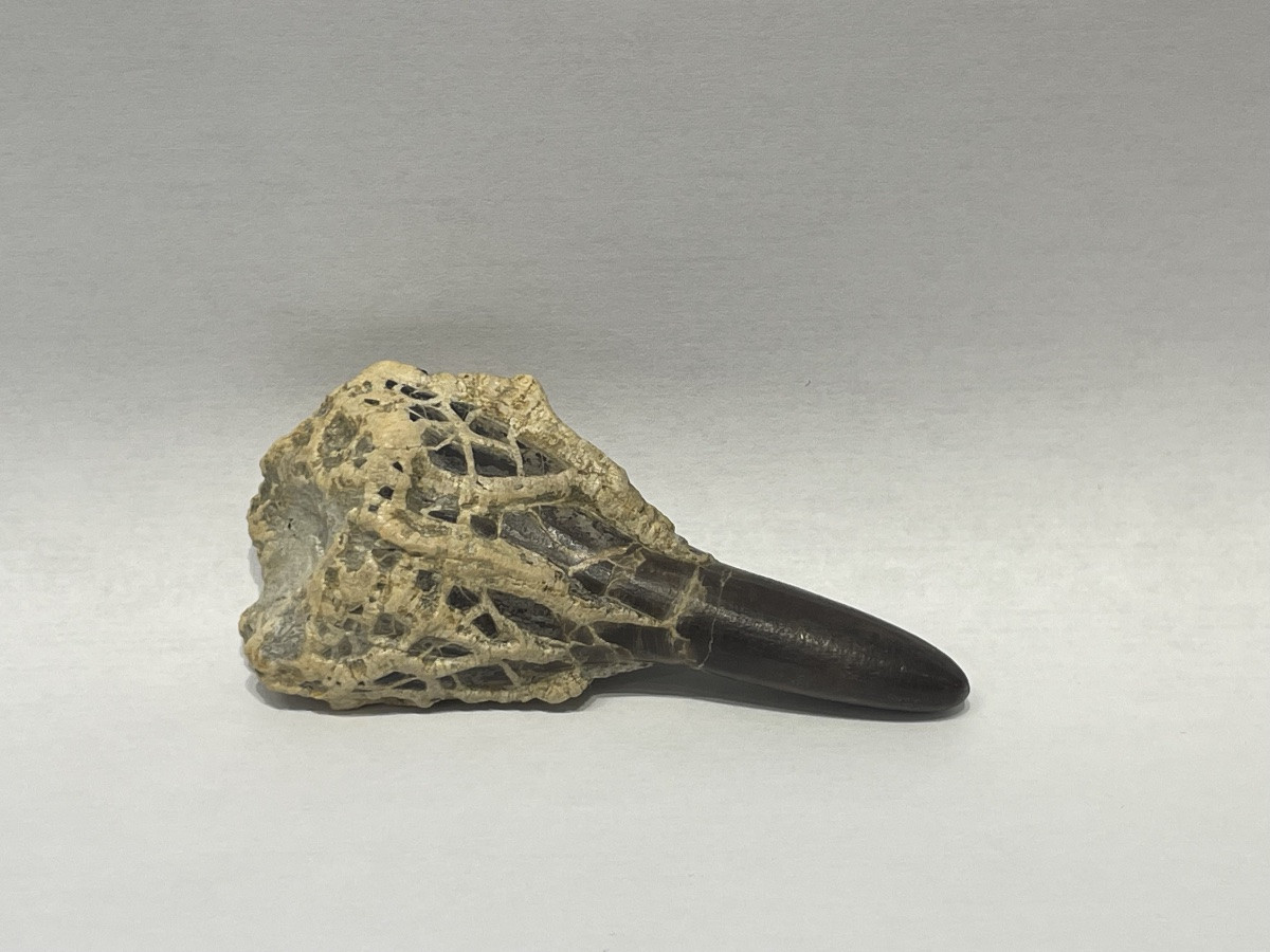 Dactyloteuthys irregularis - famille des belemnites-photo-2