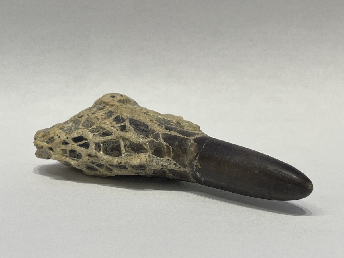 Dactyloteuthys irregularis - famille des belemnites-photo-3