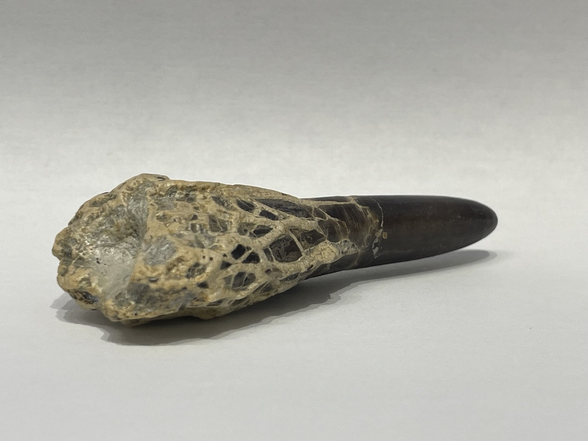 Dactyloteuthys irregularis - famille des belemnites-photo-4