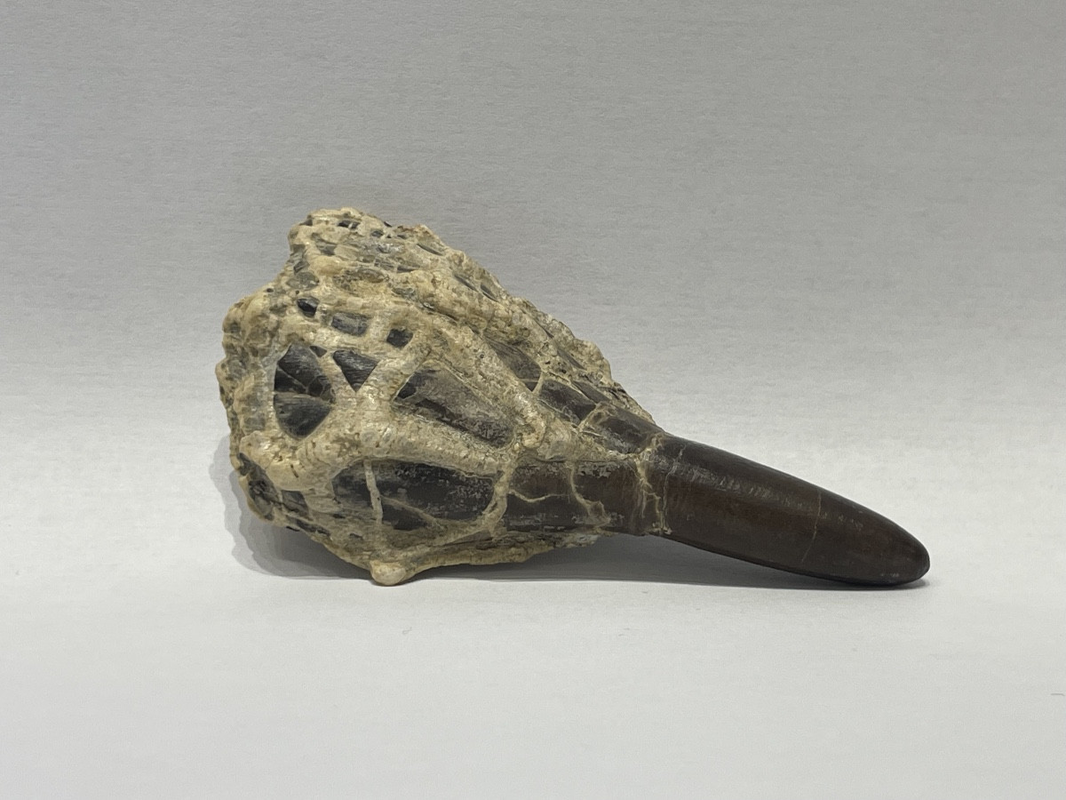 Dactyloteuthys irregularis - famille des belemnites