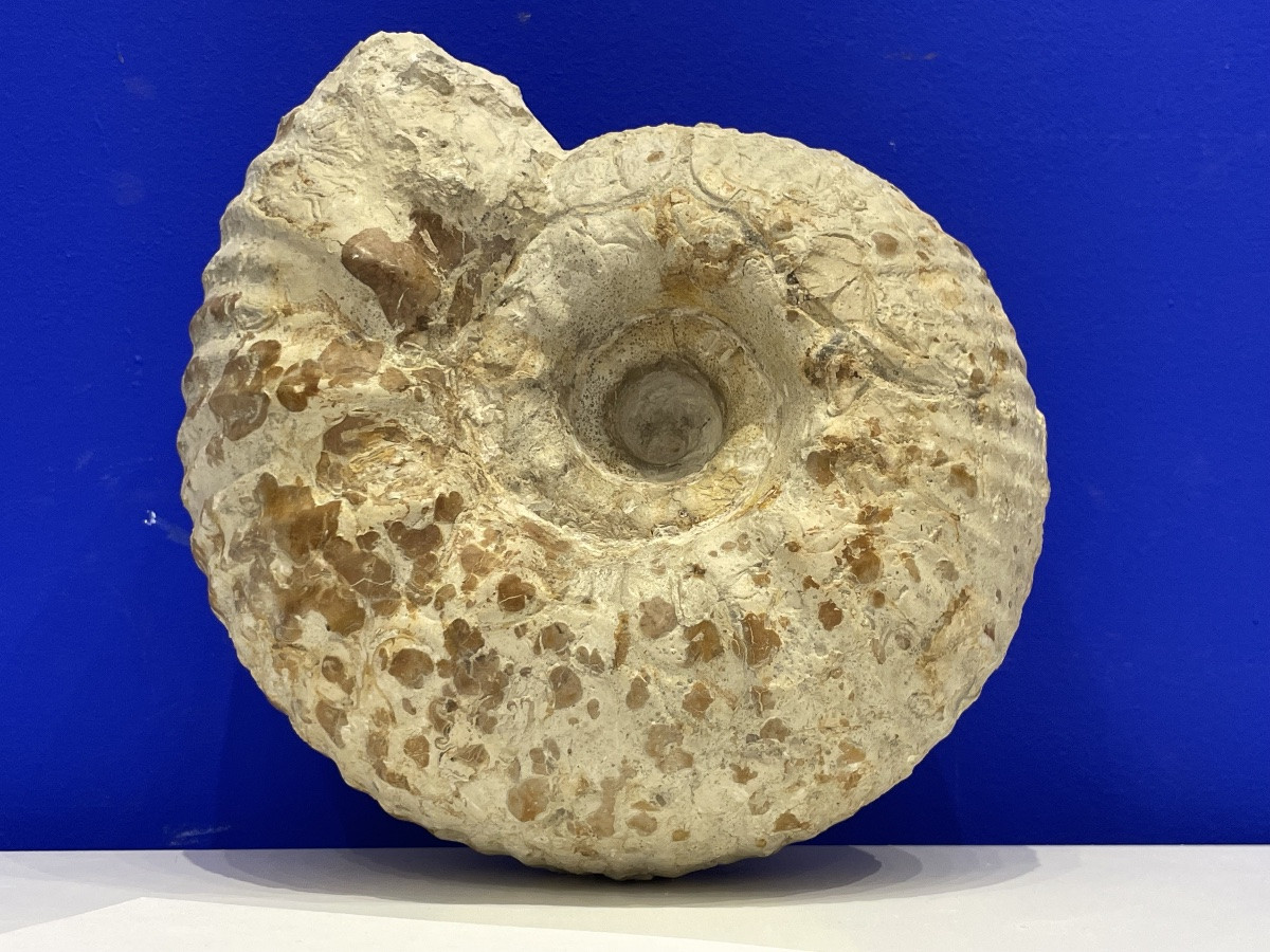 Ammonite - Gravesia Gigas - 18 cm de diamètre -photo-2