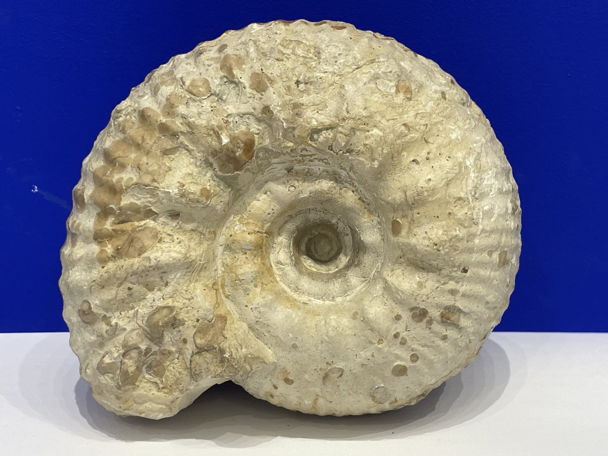 Ammonite - Gravesia Gigas - 18 cm de diamètre -photo-3