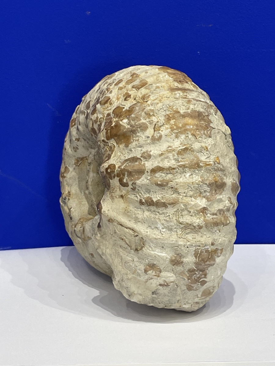 Ammonite - Gravesia Gigas - 18 cm de diamètre -photo-1
