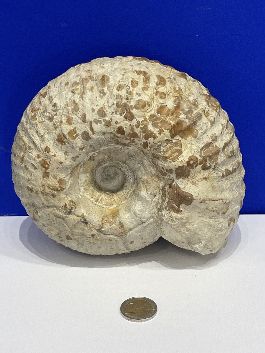Ammonite - Gravesia Gigas - 18 cm de diamètre -photo-2