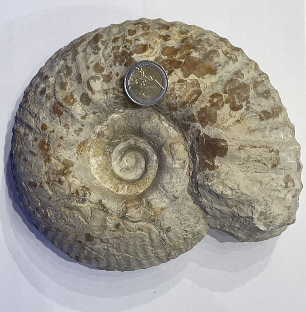 Ammonite - Gravesia Gigas - 18 cm de diamètre -photo-3