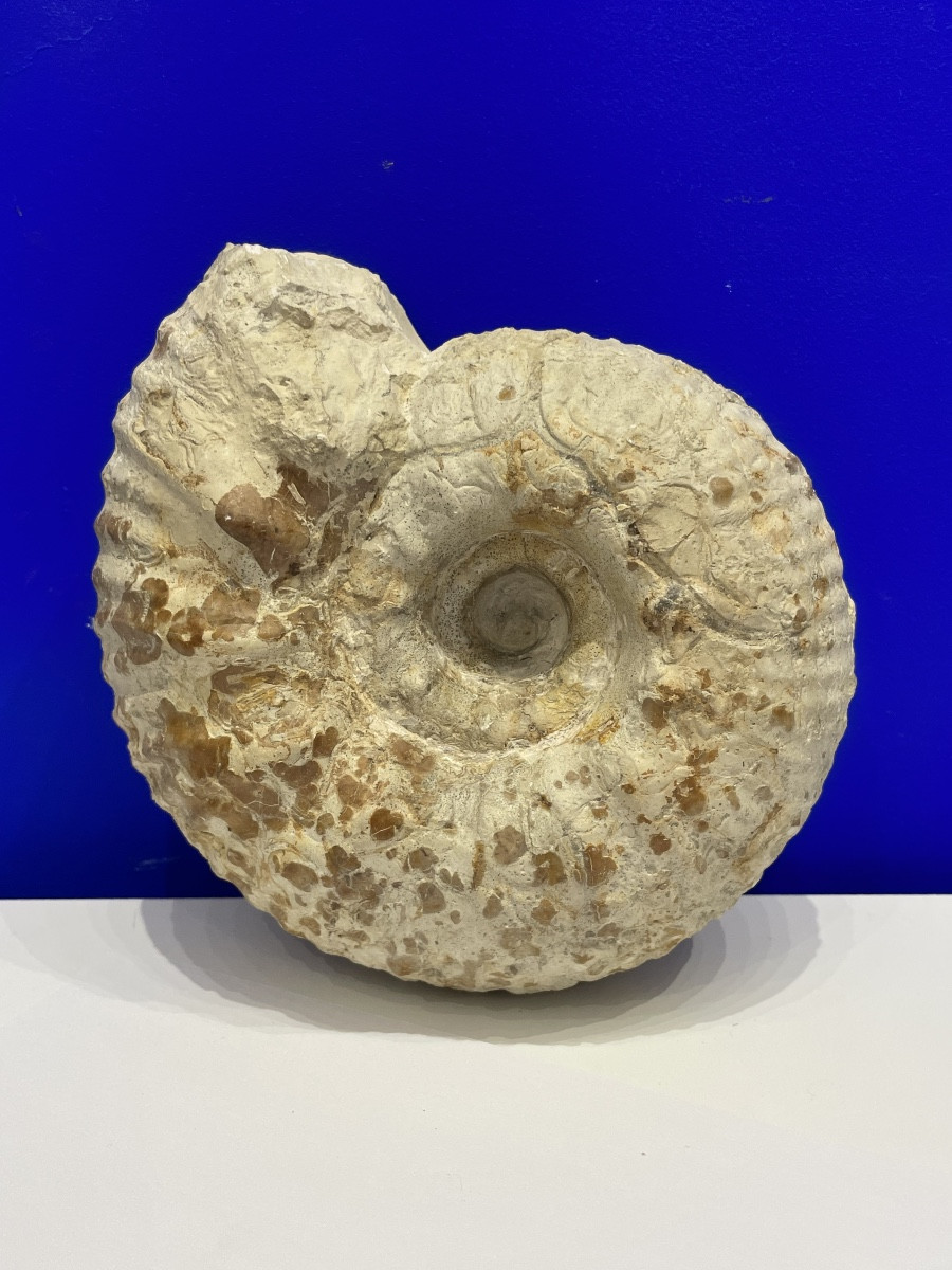 Ammonite - Gravesia Gigas - 18 cm de diamètre 