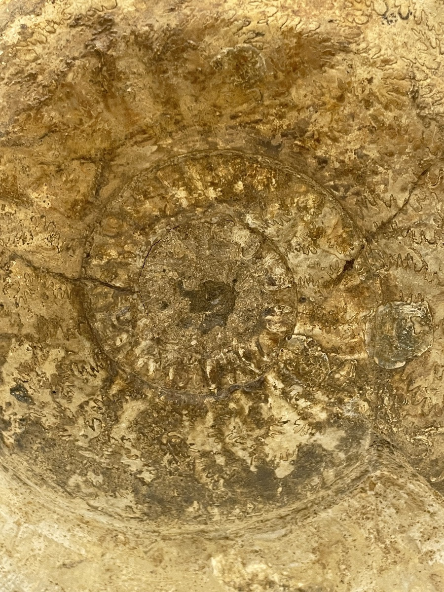 Fossilized Ammonite, 25 Cm In Diameter -photo-3